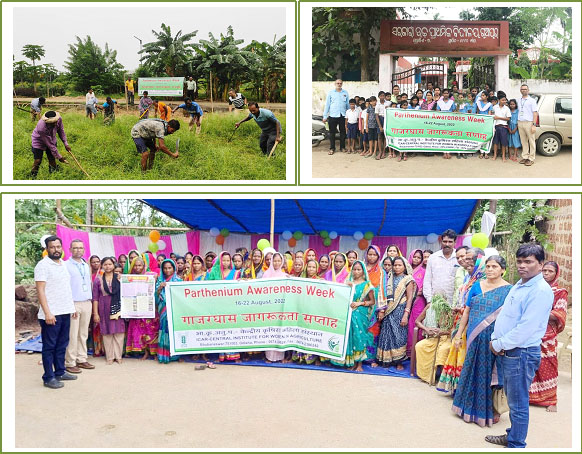 Parthenium Awareness Week at ICAR-CIWA 1 Image of Parthenium Awareness Week at ICAR-CIWA 1