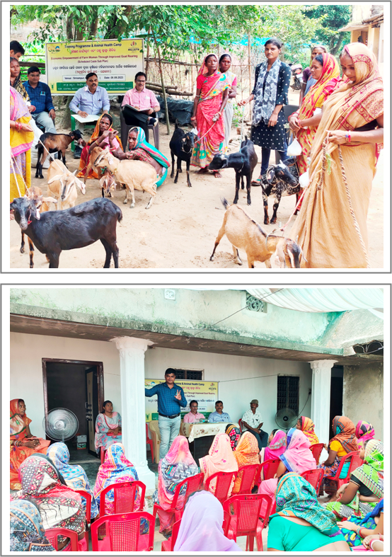 Goat Farming and Animal Health camp under SCSP 1 Image of Goat Farming and Animal Health camp under SCSP 1